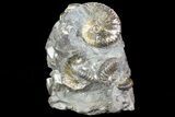 Hoploscaphites Ammonite Cluster - South Dakota #73852-1